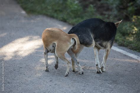 dog sex with dogs